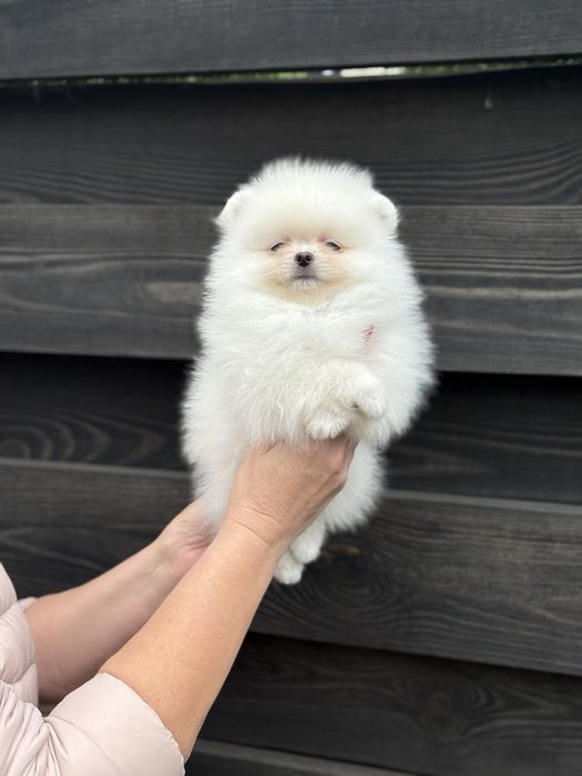 Цуценята померанського шпіца