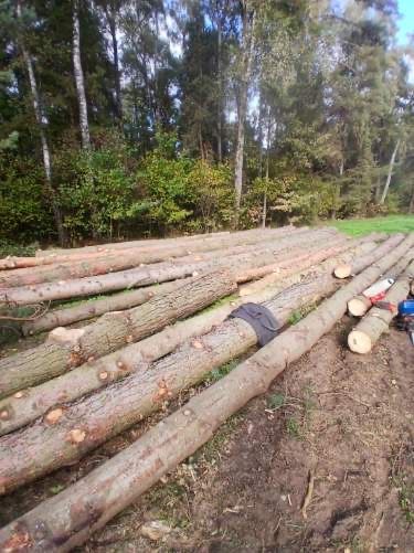 Sosna swierk dłużyca tartaczna