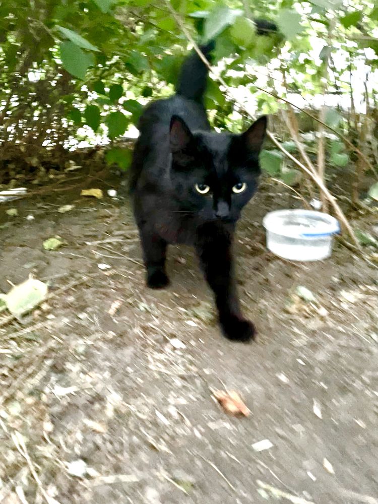 Котенок кошка черная пушистая