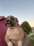 Amstaff wyjątkowa suczka FCI/ZKWP/