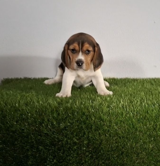 Beagle de excelente qualidade