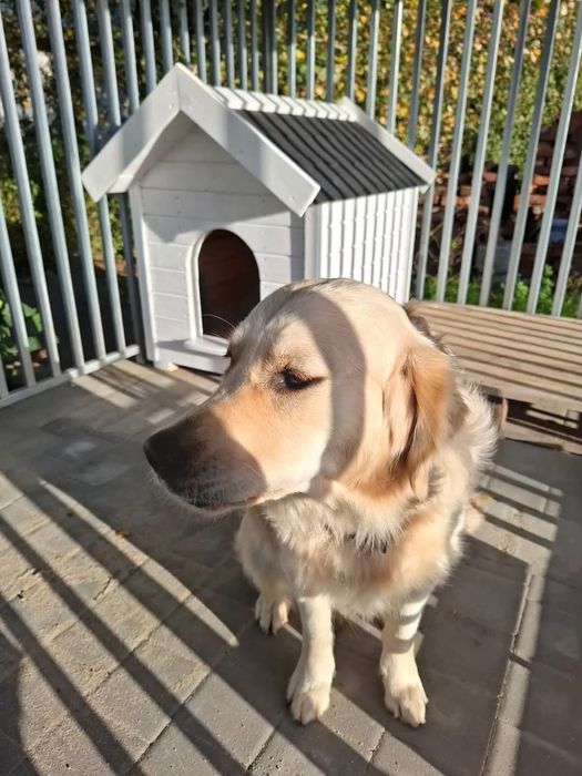 Buda dla psa ocieplana