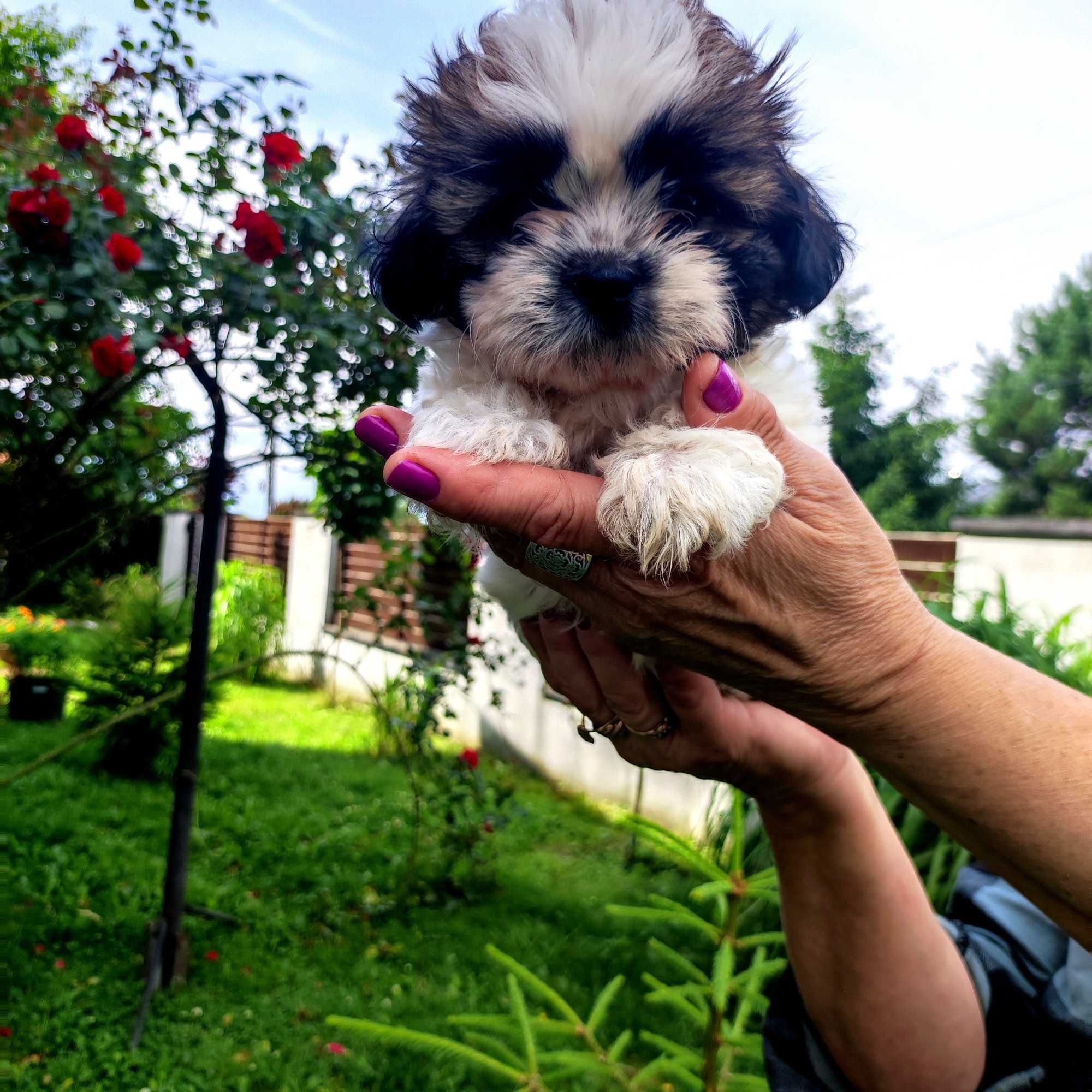 Shih tzu suczka.