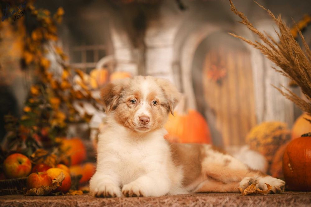 Owczarek Australijski typ Amerykański Suczka Red Merle - 5 gwiazdek