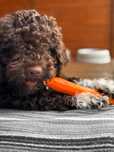 Lagotto Romagnolo - przepiekny piesek/cudowny charakter.
