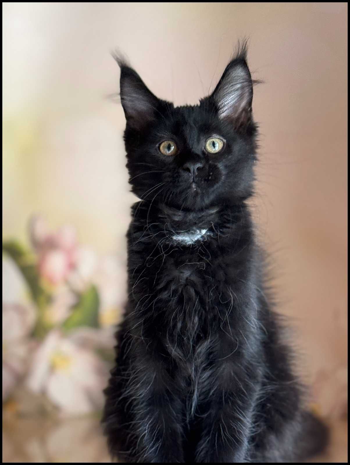 Koteczka Maine Coon Jane w opcji do hodowli