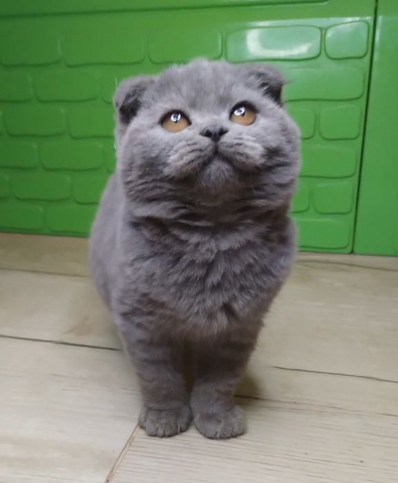 Чистокровна шотландська принцеса з ВАКЦИНАЦІЄЮ