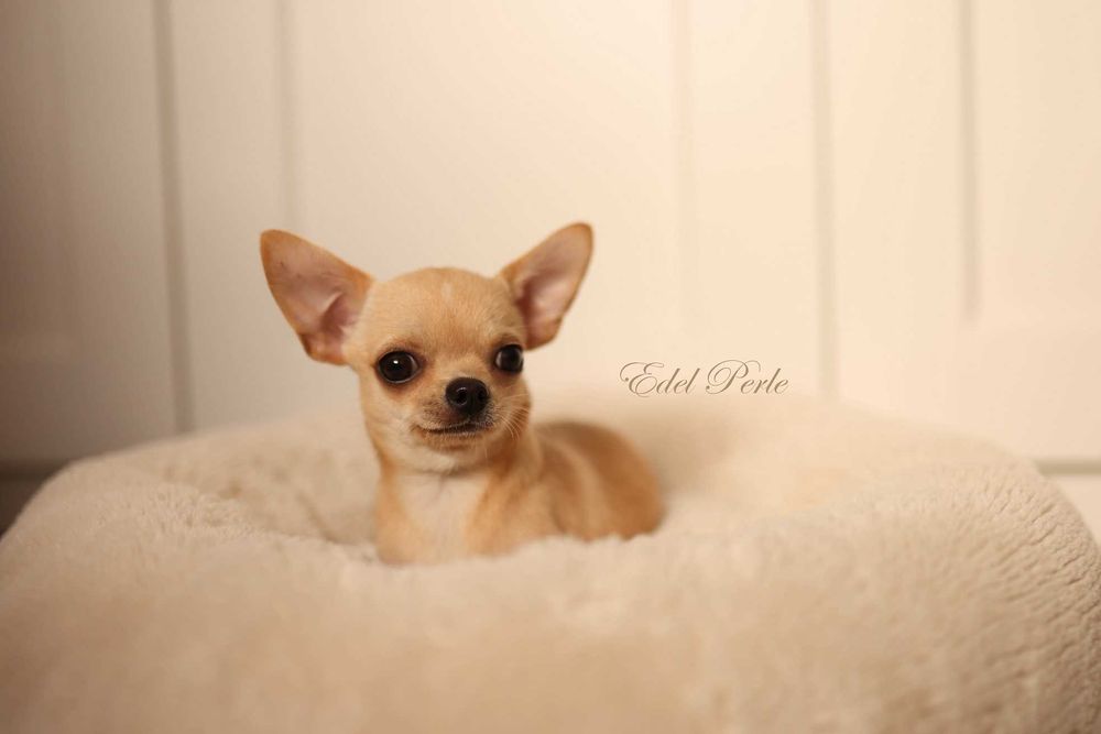 Chihuahua Krótkowłosy piesek ZKwP FCI