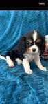 Cavalier king charles spaniel samiec