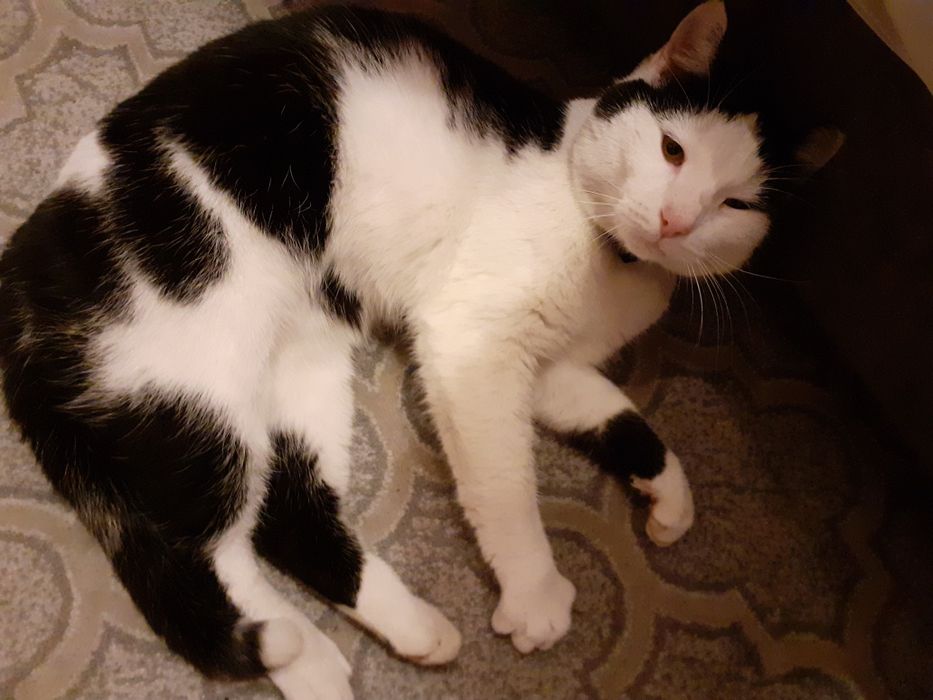 Zaginął kot czarno-biały.