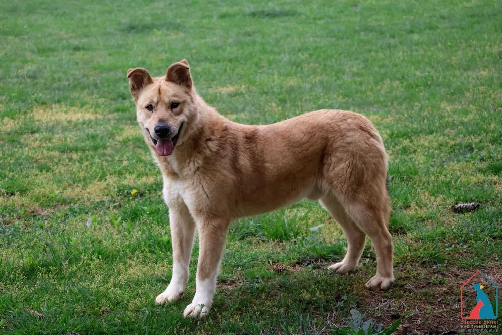 Piesek Toro szuka domu