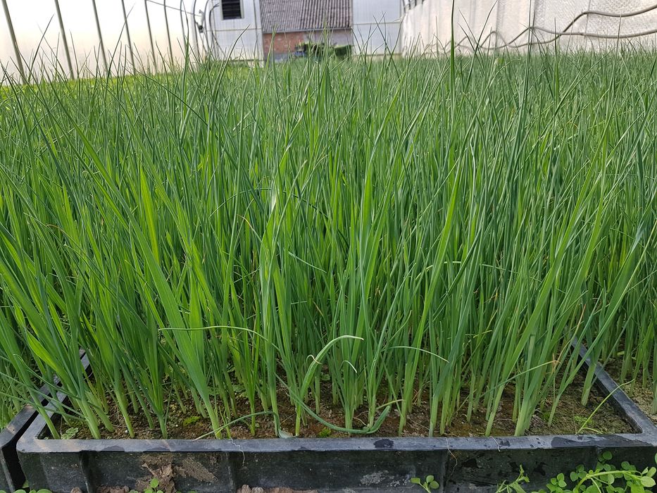 Rozsady warzyw Kapusta Por Pomidor Dyno