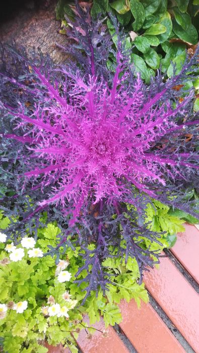 Kapusta ozdobna nie chryzantema