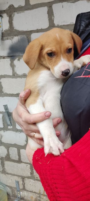 Щенки добрым людям