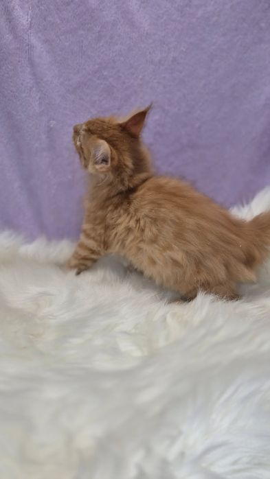 Śliczny kocurek Maine Coon