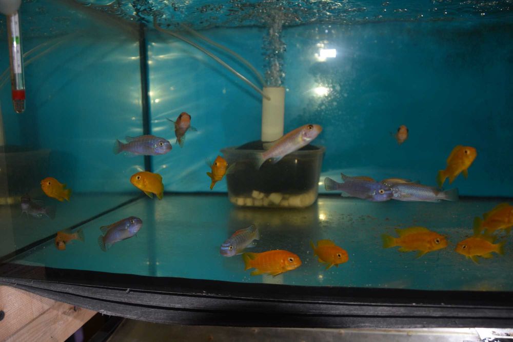 Pyszczak Labeotropheus Trewavasae Thumbi West