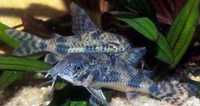 GB Kirys pstry/pstrokaty (Corydoras paleatus) - dowóz ryb!