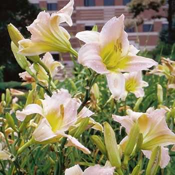 Liliowce Catherine Woodbury. Zestaw 10 szt. Piękna. bylina. Łatwa.