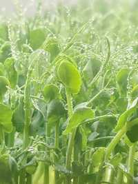 Мікрозелень готова до вживання (мікрогрін) під замовлення