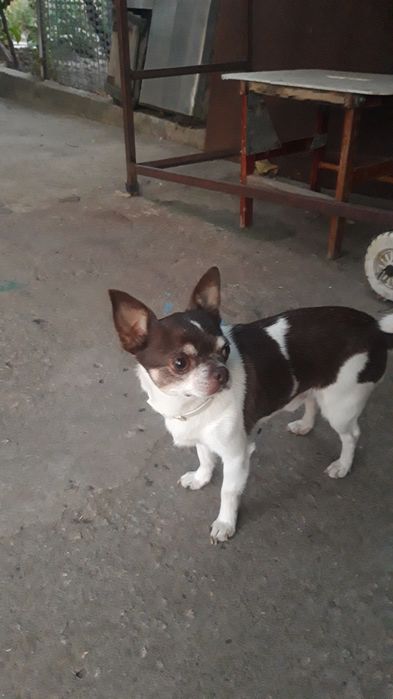 Хлопчик Чихуахуа.