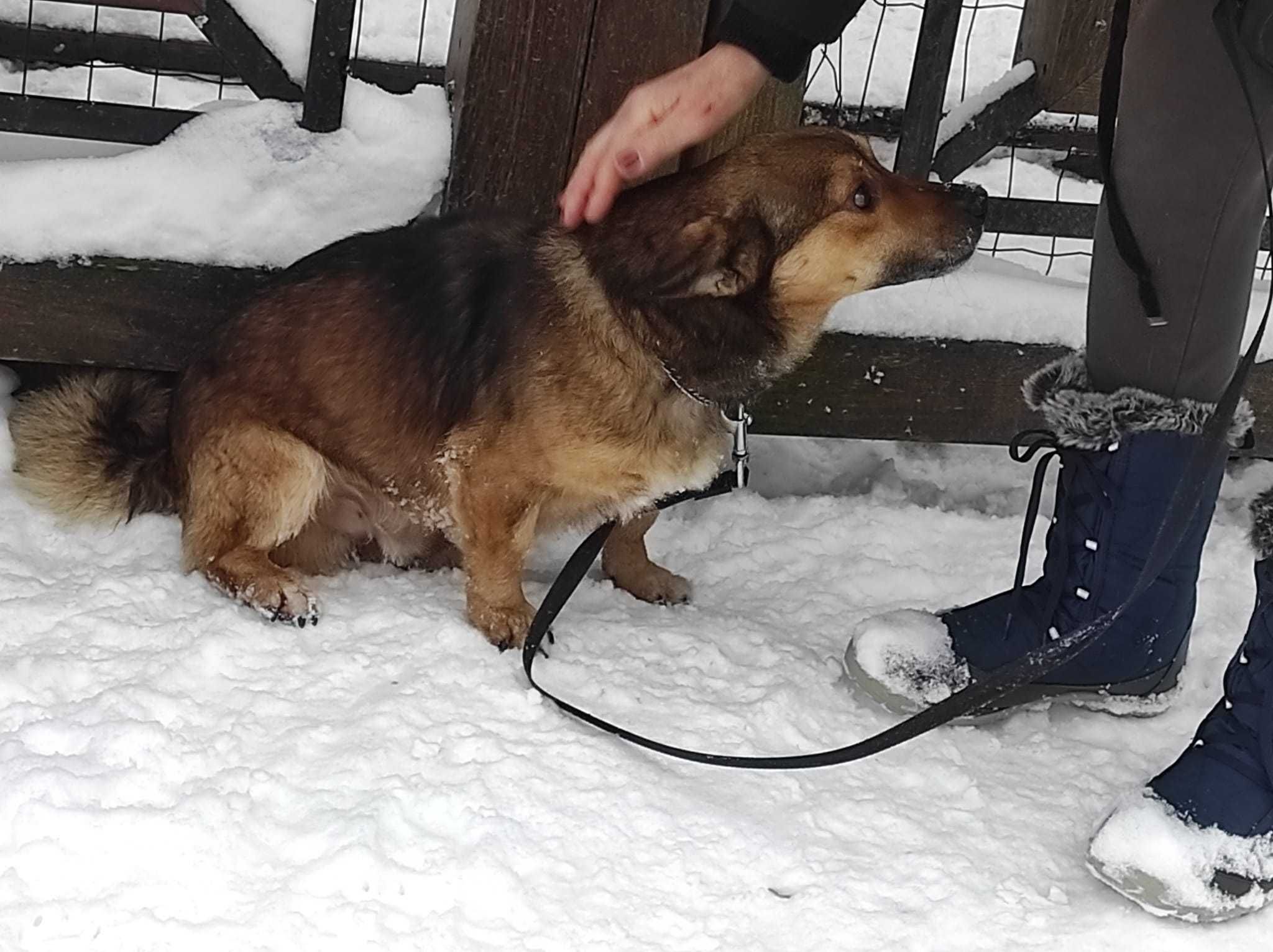 Mały DODEK szuka domu