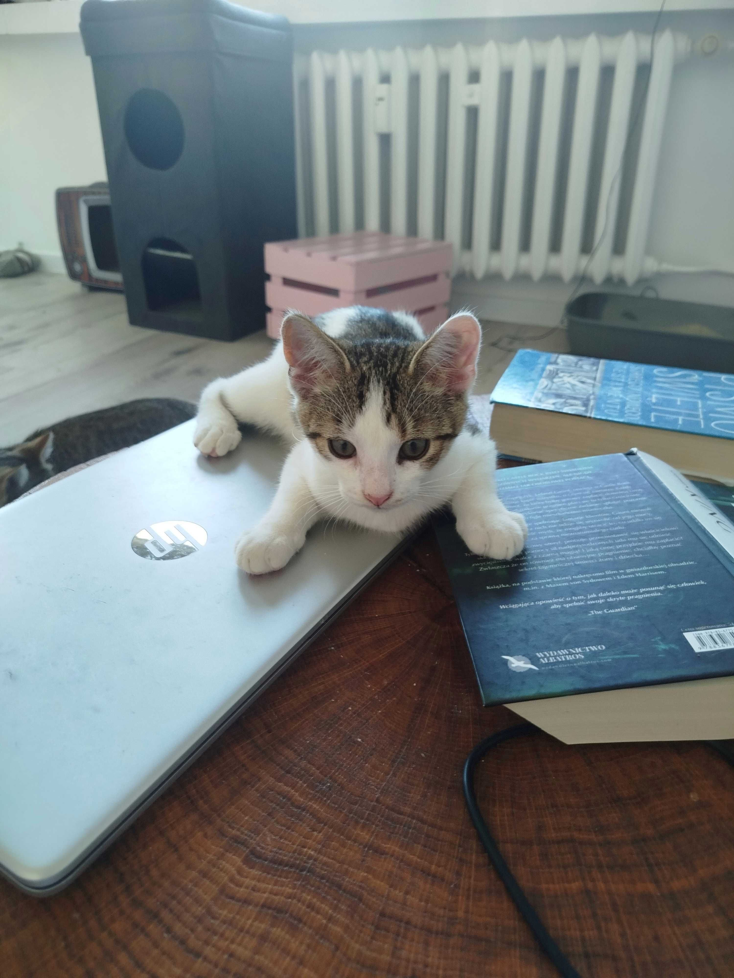 Kotek do adopcji