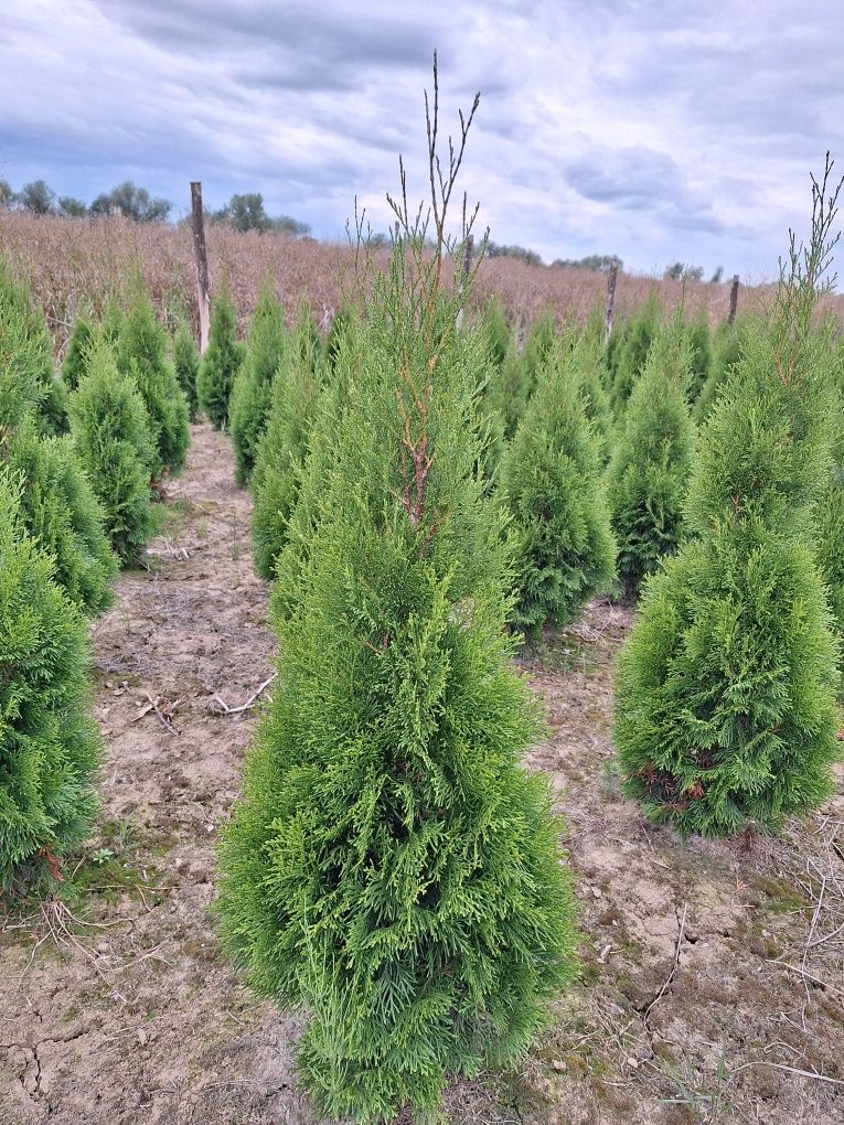 Sprzedam Thuja Szmaragd