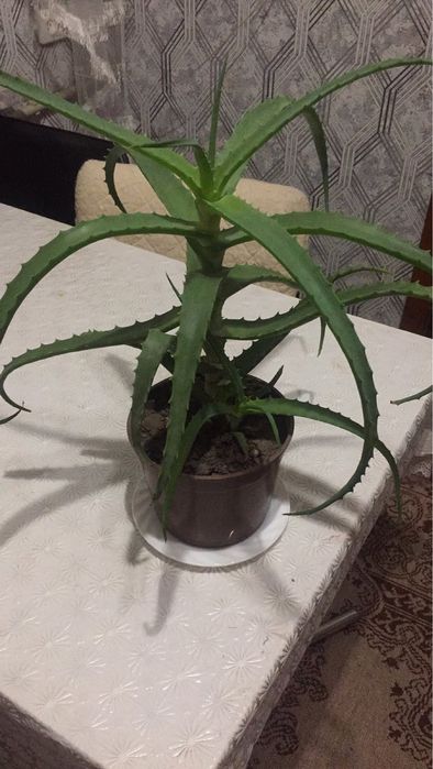 Алоє 5 і 4 роки «Товсте соковите листя»