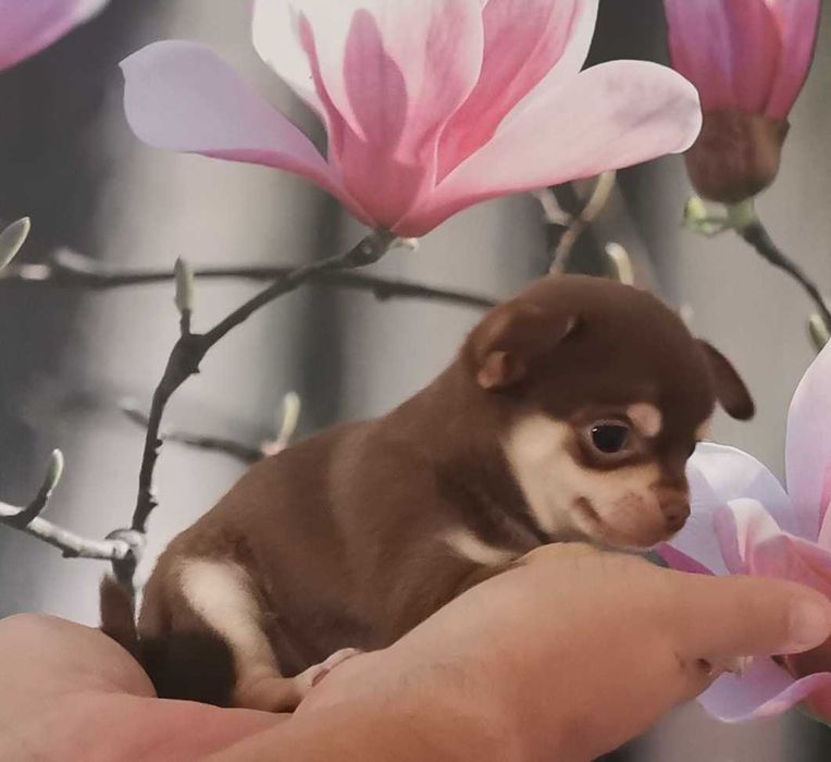 Cudowna dziewczynka rasy CHIHUAHUA !