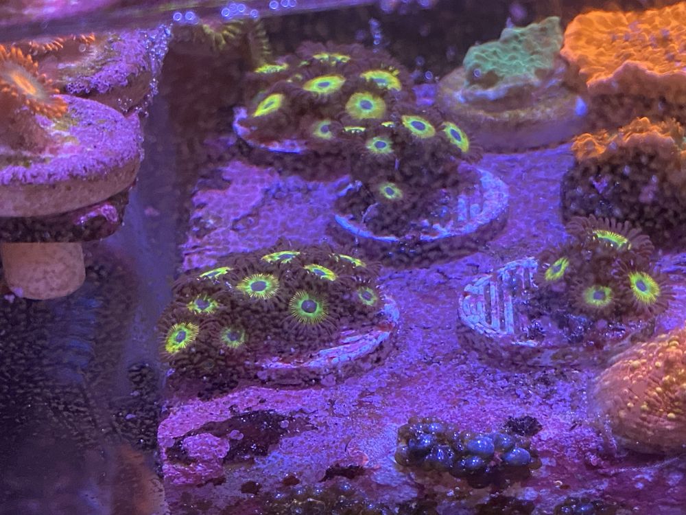 Coral frag agua salgada aquario reef zoanthus hulk