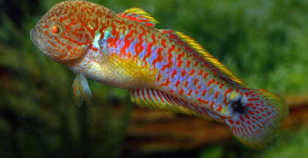 Głowaczyk barwny - Tateurndina Ocellicauda - dowozimy, wysyłamy