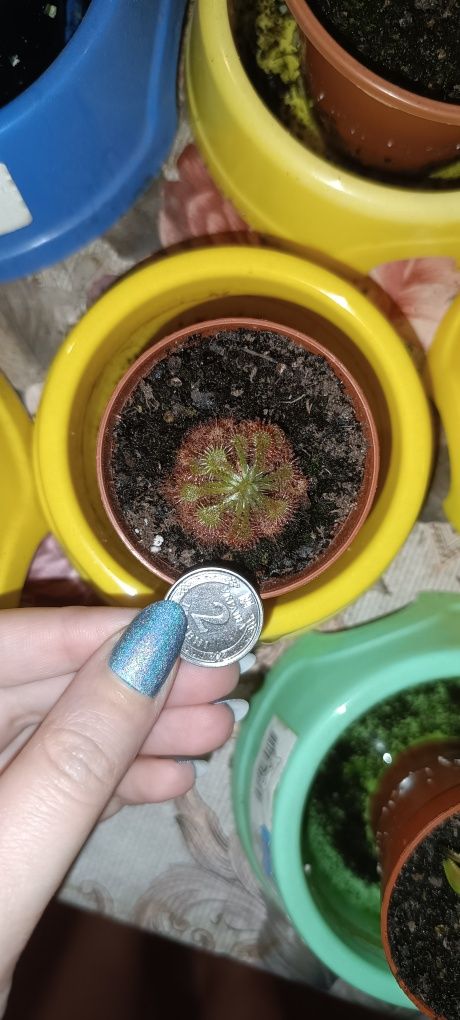 Росянка Drosera spatulata