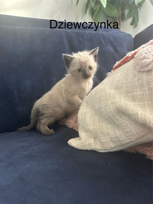 Do oddania za cegielke kotki