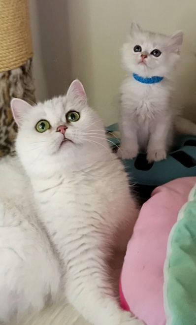 СКотята : ріблясті хутрові грілочки до зими .