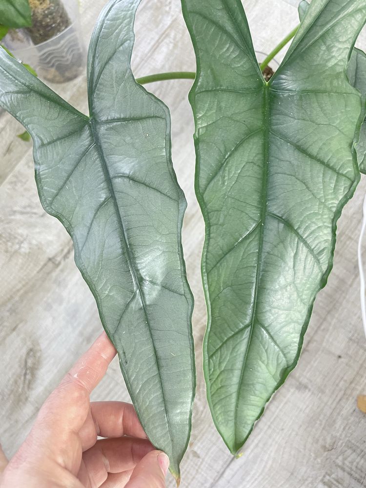 Алоказія (Alocasia) Scalprum ,Odora variegata Batik