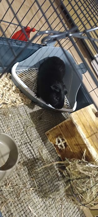 Świnki morskie/kawie