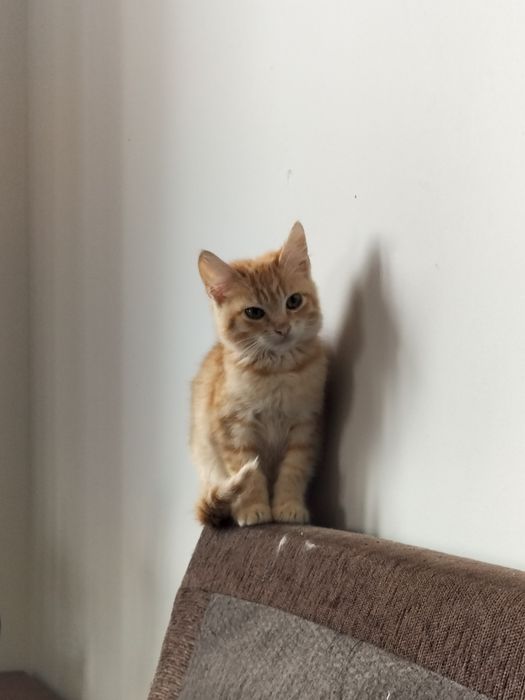 Gatinho laranja macho para adoção
