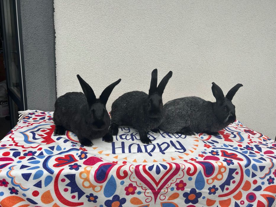 Кролики Полтавське срібло