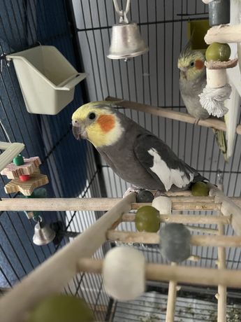Papuga Nifa  wraz z klatka