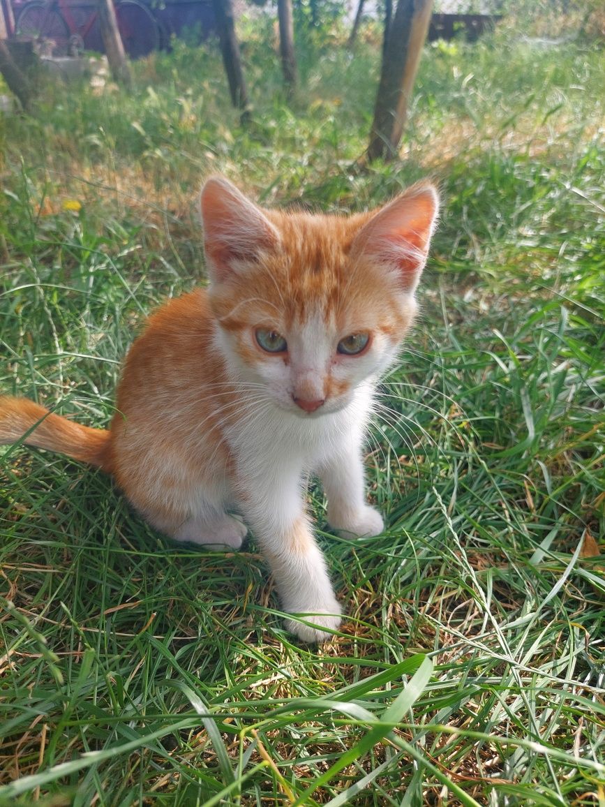 Гарний рудий котик