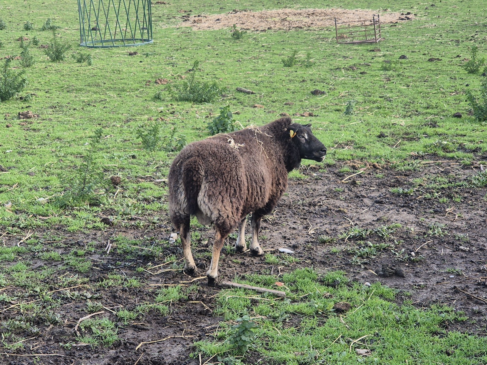 Carneiro Texel -