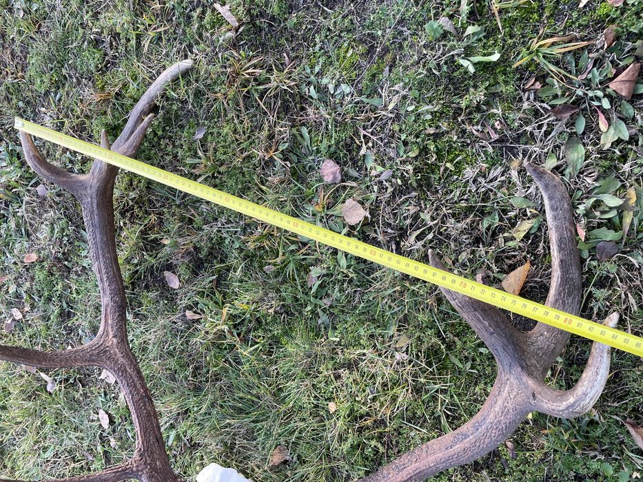 Trofeum wieniec jelenia 14-stak nieregularny poroże jeleń rogi nr 47