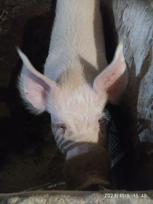 Продам кнура , велика біла