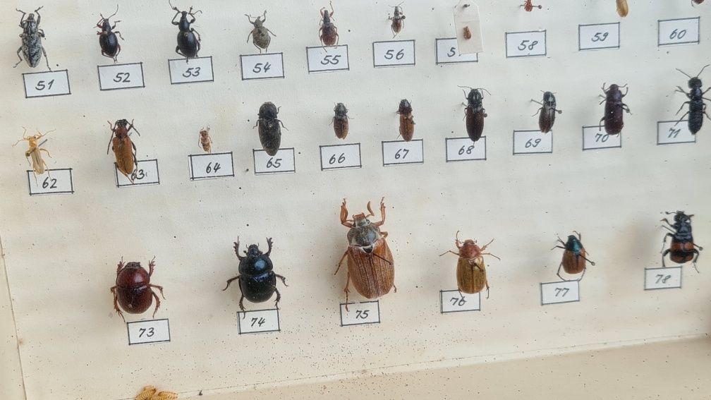 Gablotka z owadami, insektami kolekcja, pomoc szkolna