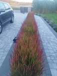 Imperata Red baron