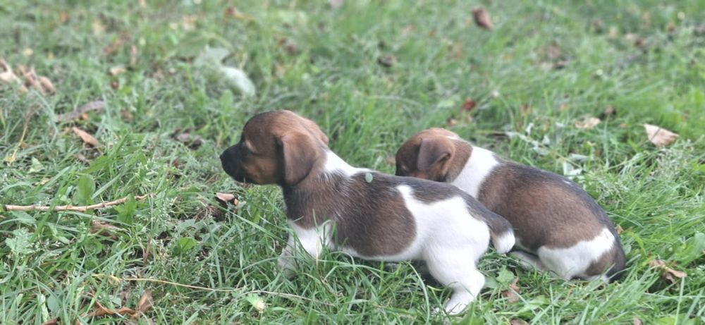 Jack Russell terrier z metryką