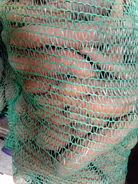 Домашня морква,  картопля, буряки