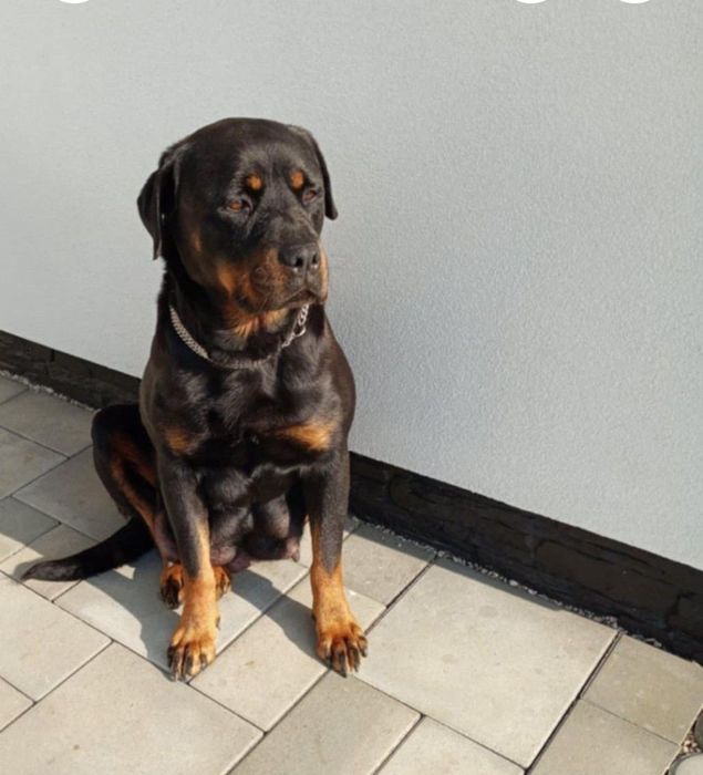 Rottweiler szczeniak