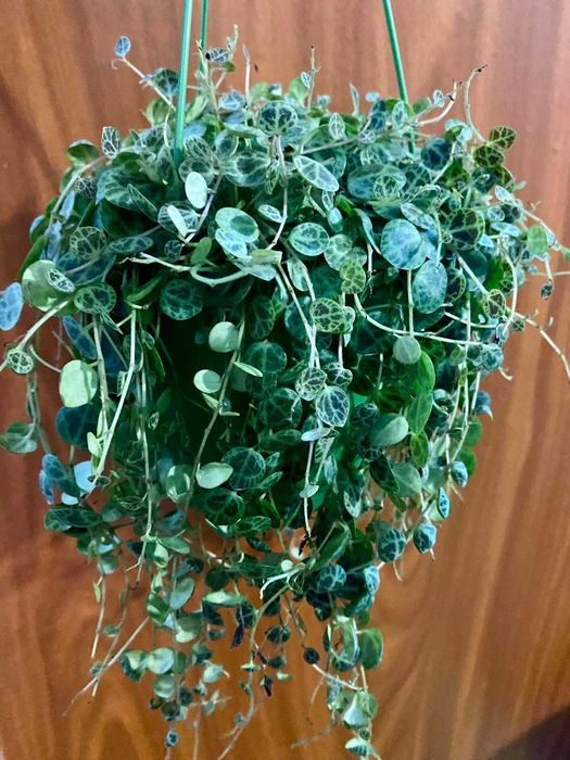 Peperomia prostrata