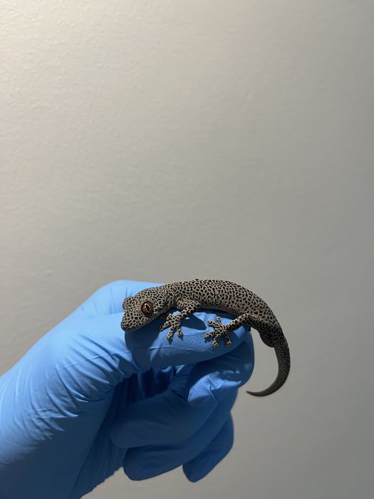 Strophurus Taenicauda-Dorosła Parka